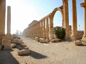 palmyra